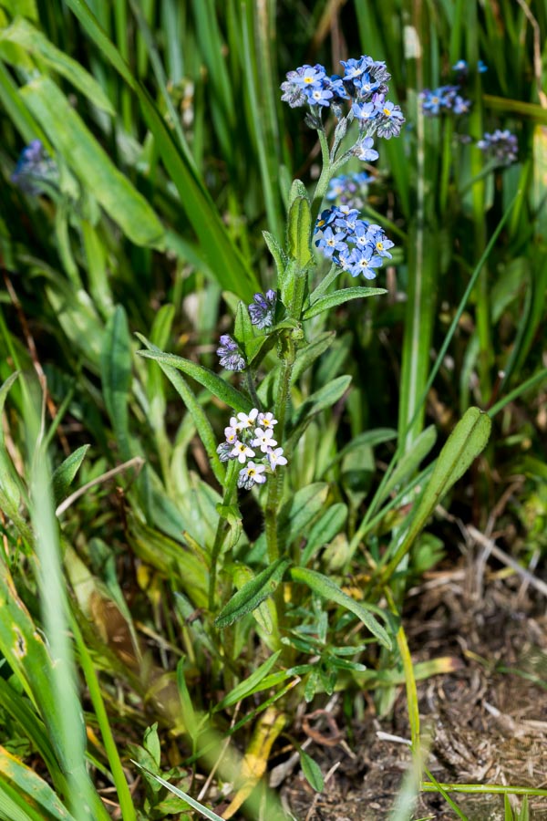 Myosotis alpestris / Nontiscordardim alpino